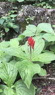 Imagem de Spigelia splendens H. Wendl. ex Hook.