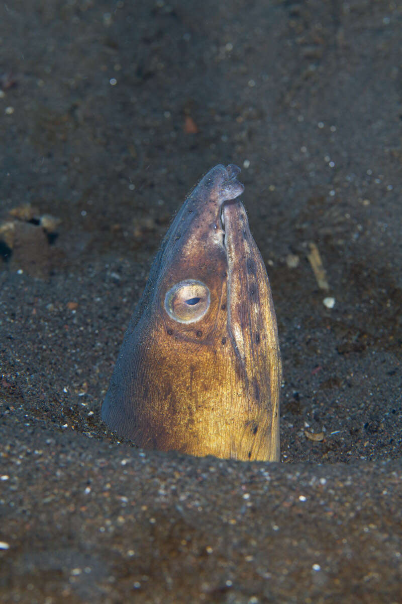 Image of Highfin snake eel