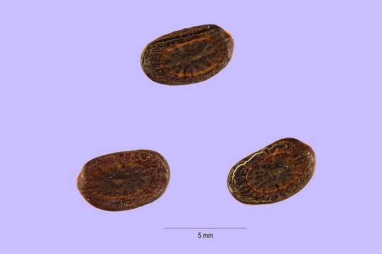 Vachellia tortilis (Forssk.) Galasso & Banfi的圖片