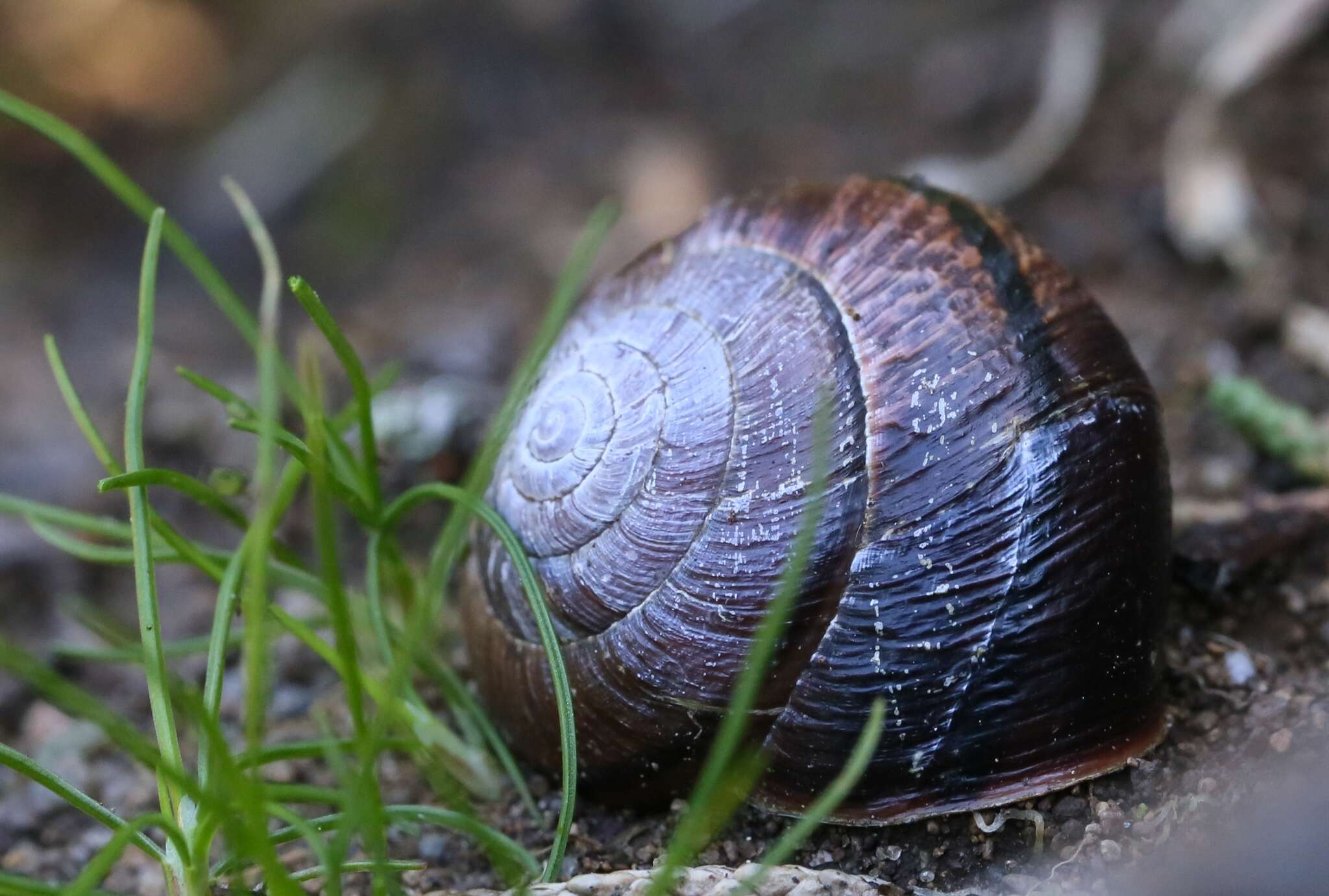 Image of Helminthoglypta arrosa (W. G. Binney 1858)