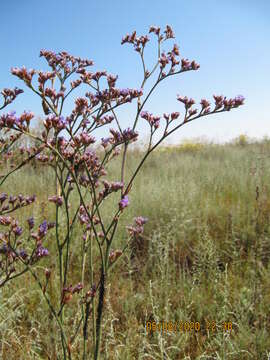 صورة Limonium tomentellum (Boiss.) O. Kuntze