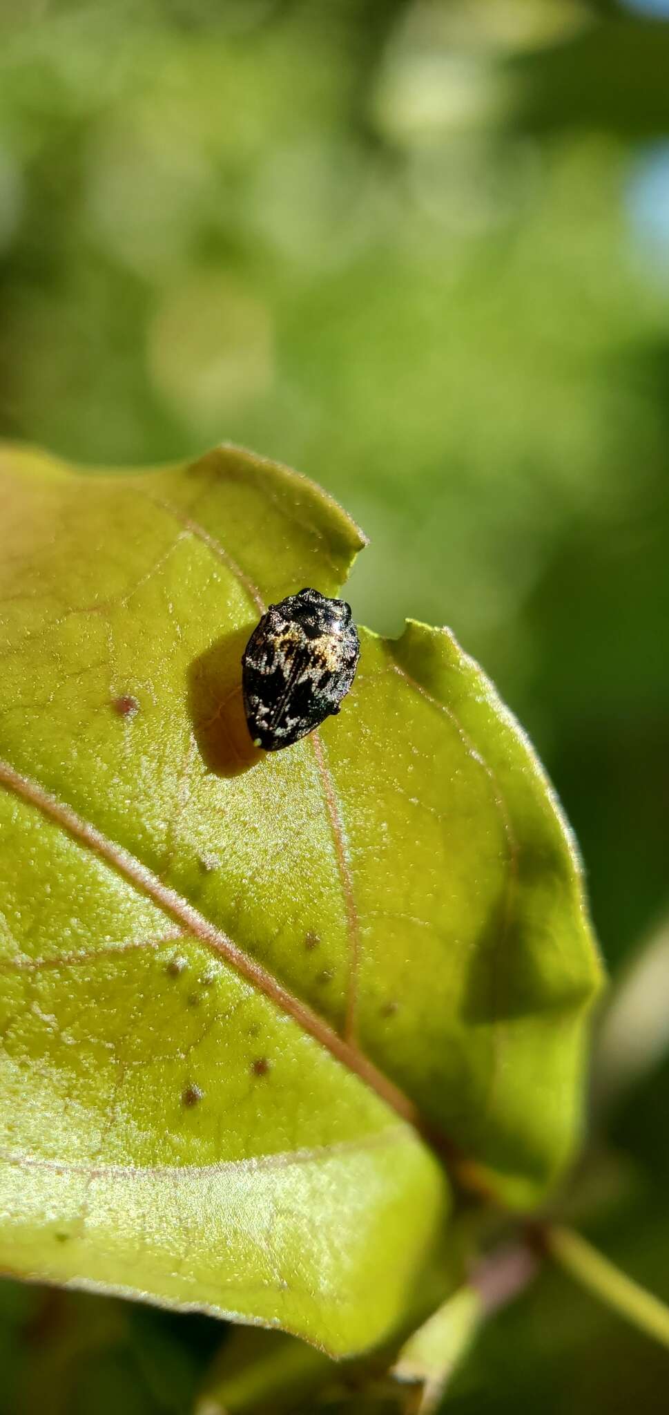 Image of Hedwigiella