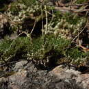 Image of Selaginella tamariscina (Beauv.) Spring