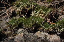 Selaginella tamariscina (Beauv.) Spring resmi