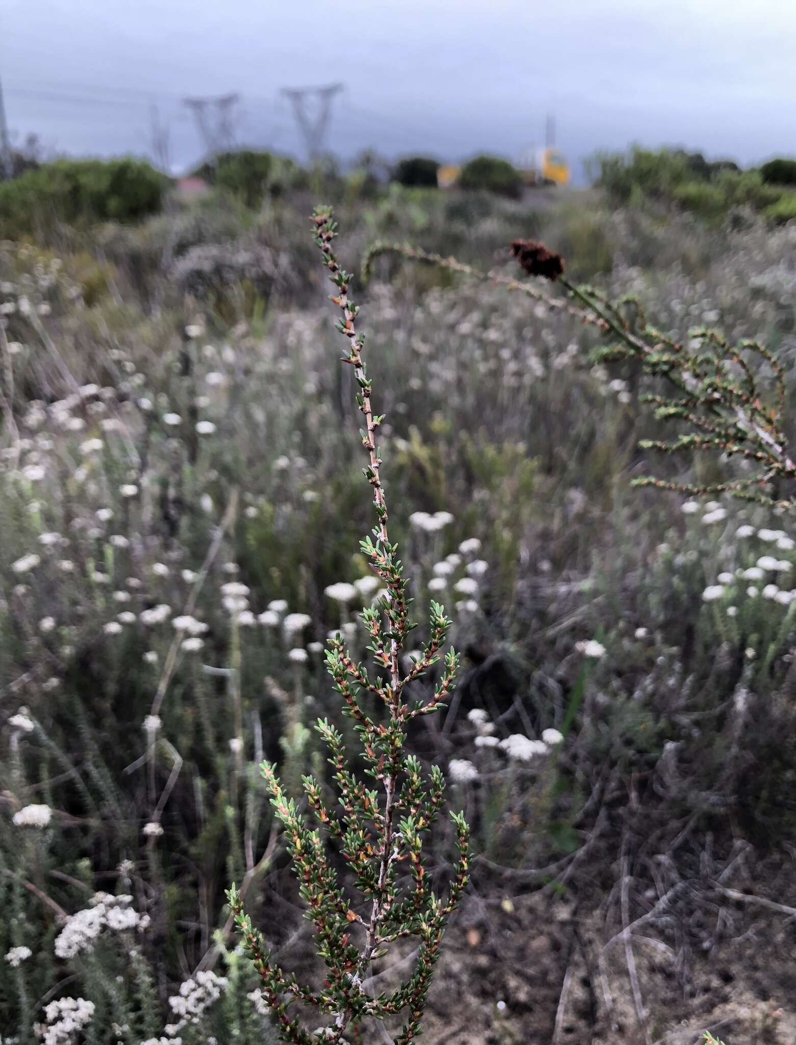 Image of Cliffortia ericifolia L. fil.