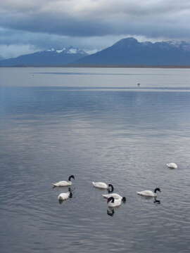 Image of Black-necked Swan