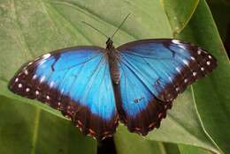 Imagem de Morpho peleides Kollar 1850