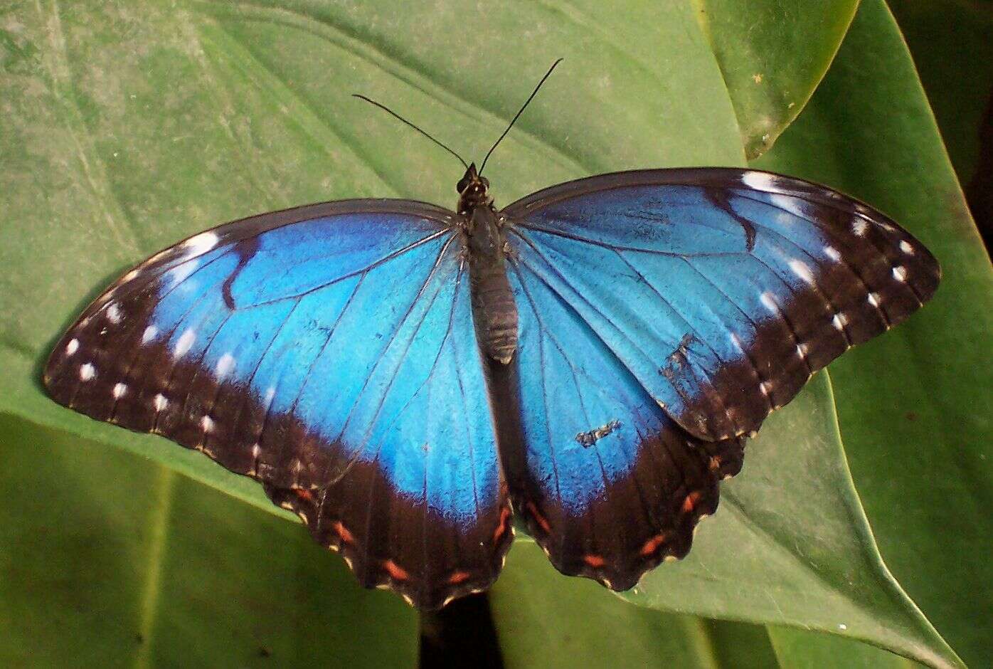 Imagem de Morpho peleides Kollar 1850