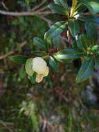 Image of Exobasidium rhododendri (Fuckel) C. E. Cramer 1874