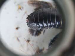 Image of Southern Pill Woodlouse