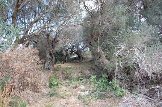 Image of olive tree