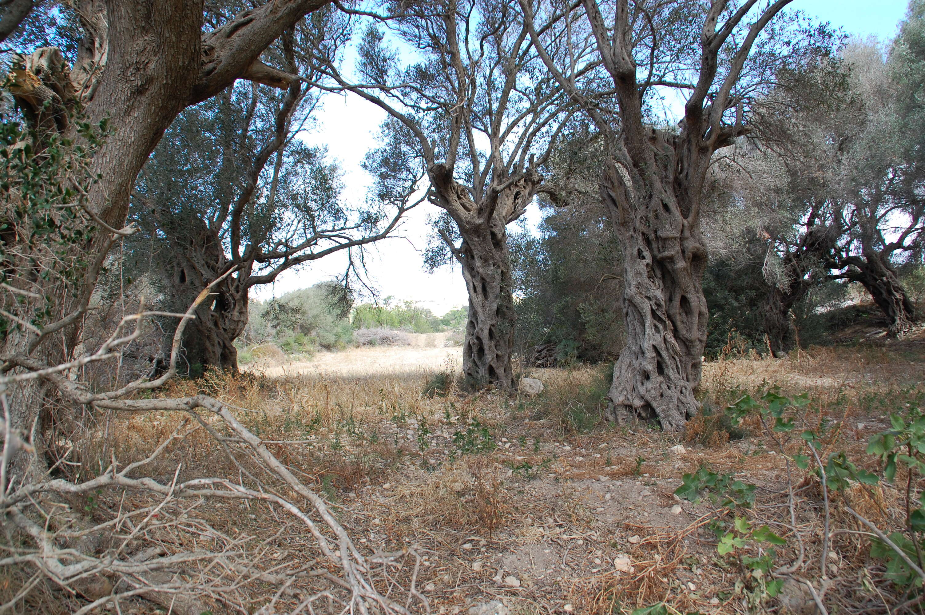 Plancia ëd Olea europaea L.