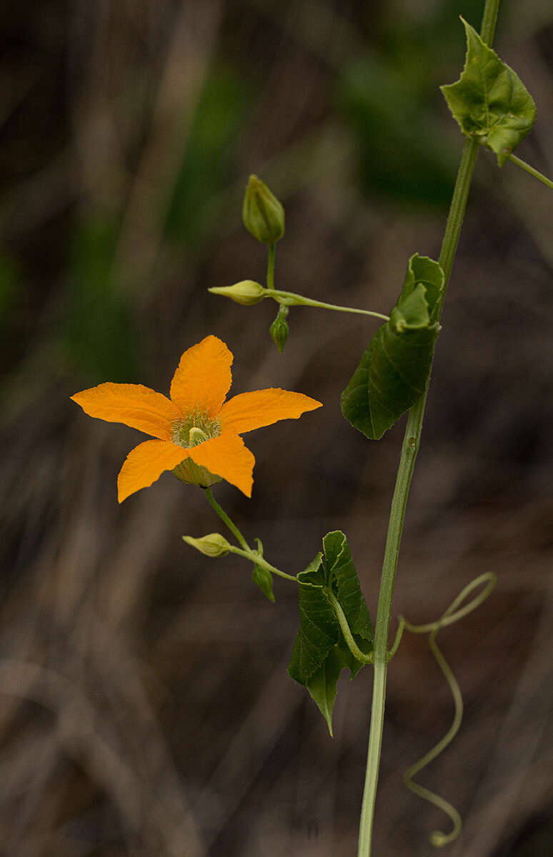 Image of Momordica humilis (Cogn.) C. Jeffrey