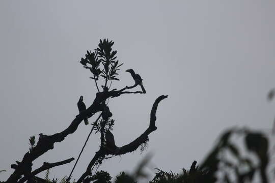 Image of Piping Hornbill