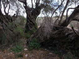 Image of olive tree