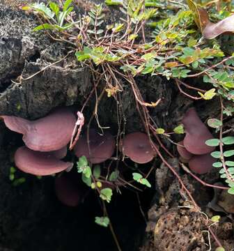 Image of Callistosporium elegans Desjardin & B. A. Perry 2017