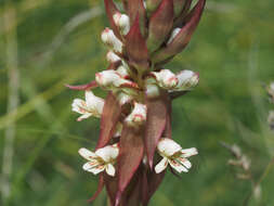 Image of Satyrium cristatum var. cristatum