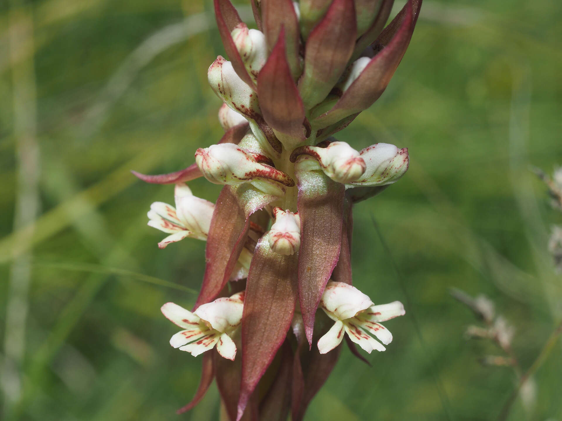 Image of Satyrium cristatum var. cristatum