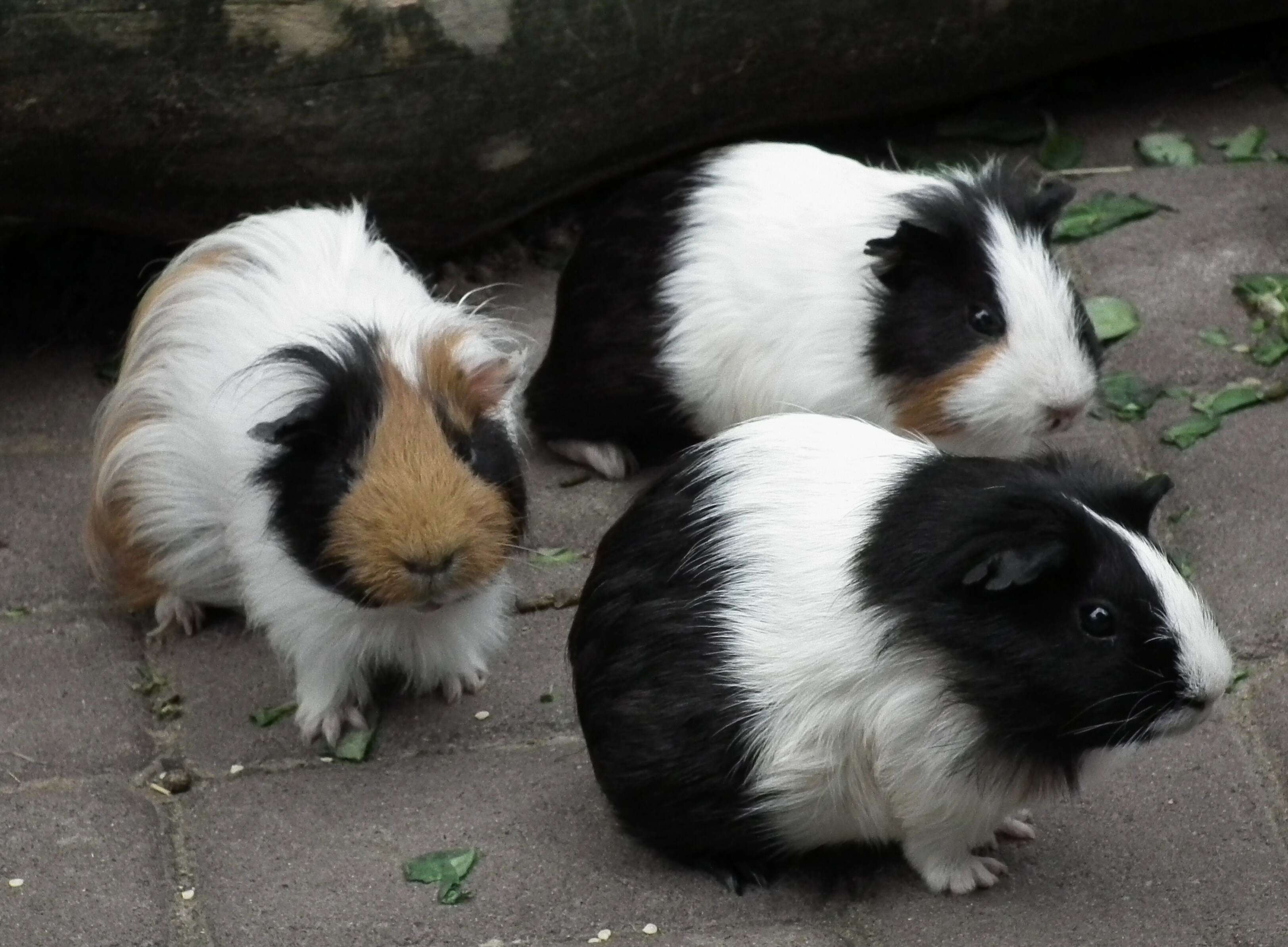 Image of Cavy