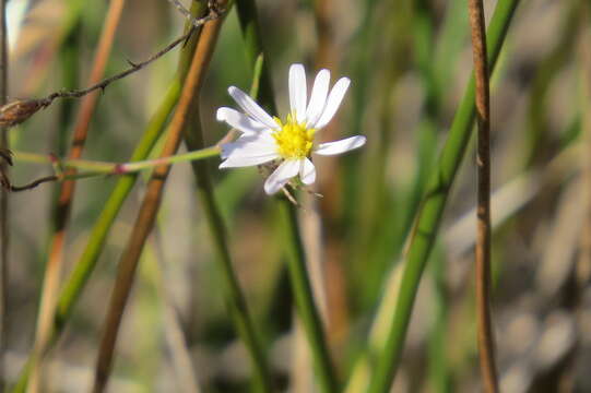 Image of Brace's aster