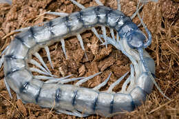 Image of Mediterranean banded centipede