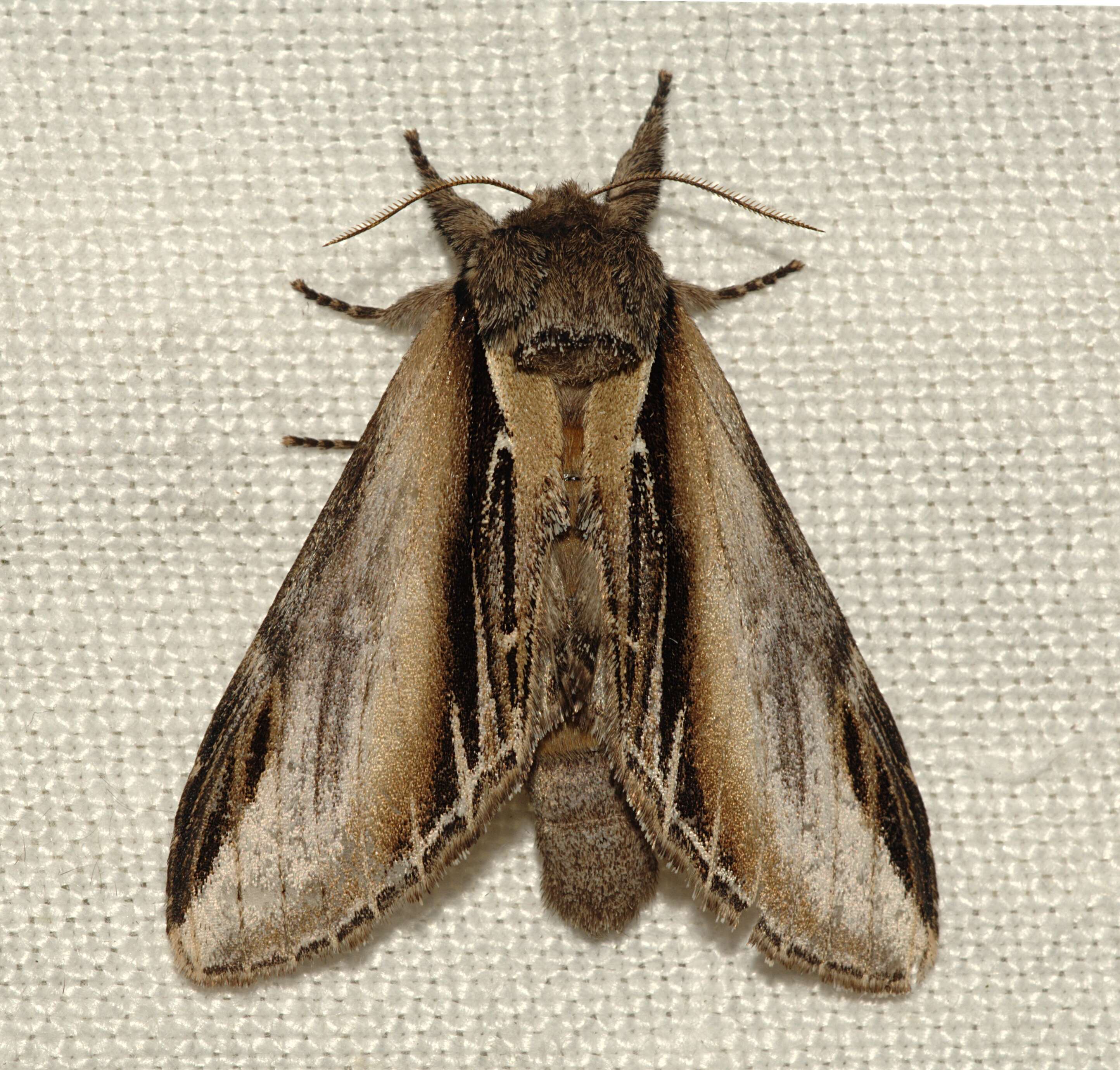 Image of Greater Swallow Prominent