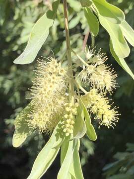 Image de Terminalia supranitifolia N. B. Byrnes