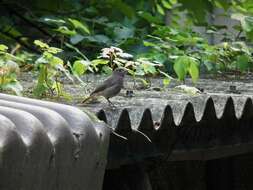 Image of Black Redstart