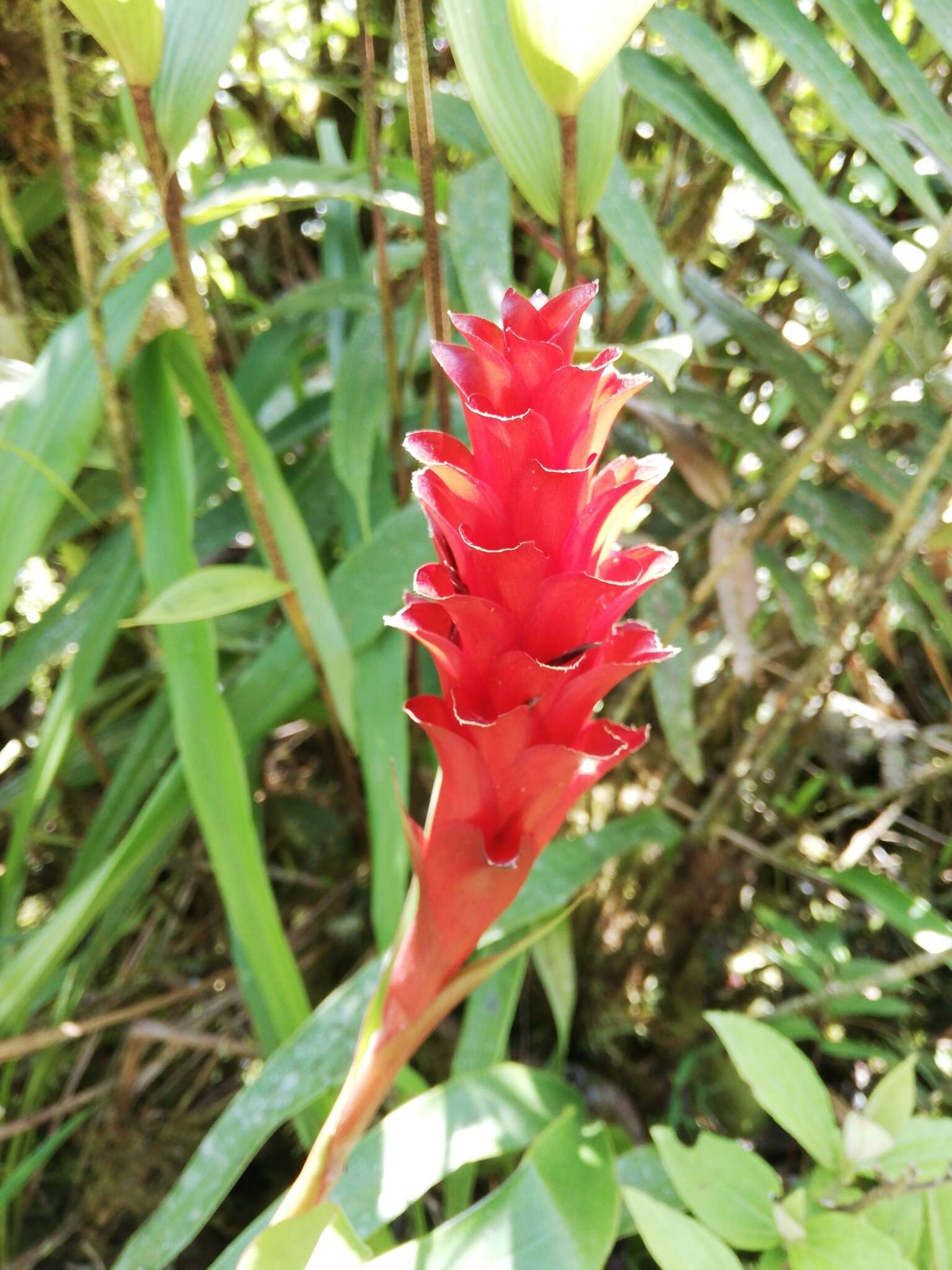 Image of Pitcairnia hitchcockiana L. B. Sm.