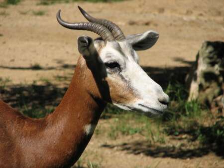 Image of Addra Gazelle