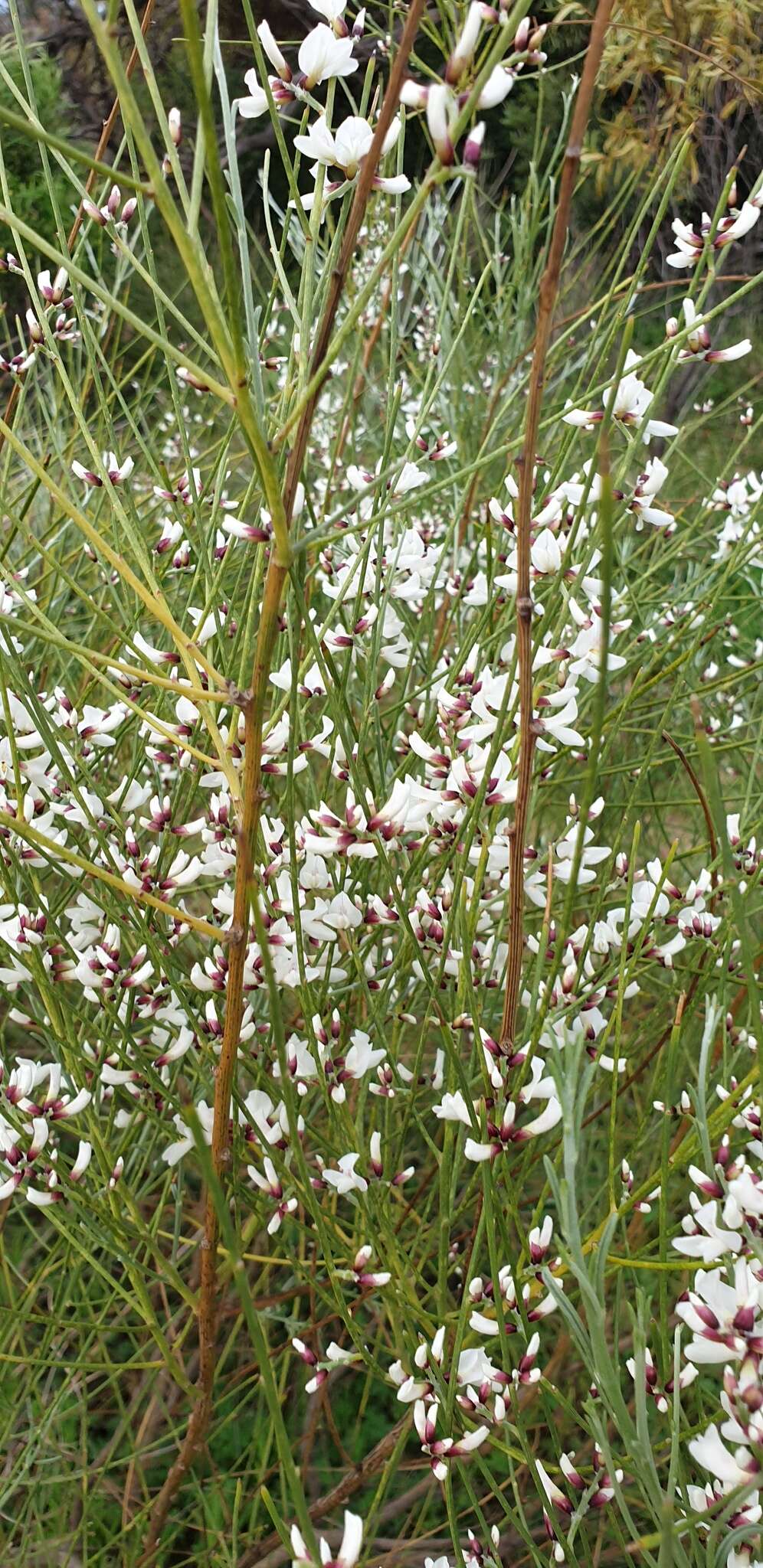 Image of Retama monosperma (L.) Boiss.