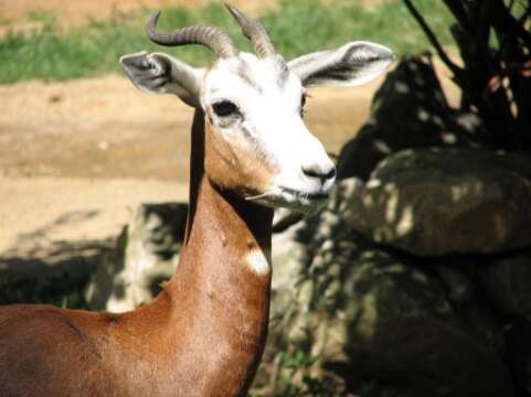 Image of Addra Gazelle