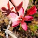 Image of Gentianella crassulifolia var. hypericoides (Gilg) T. N. Ho