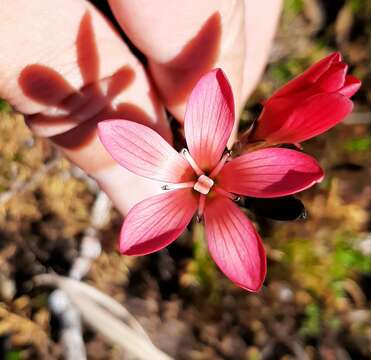 صورة Gentianella crassulifolia (Griseb.) Fabris