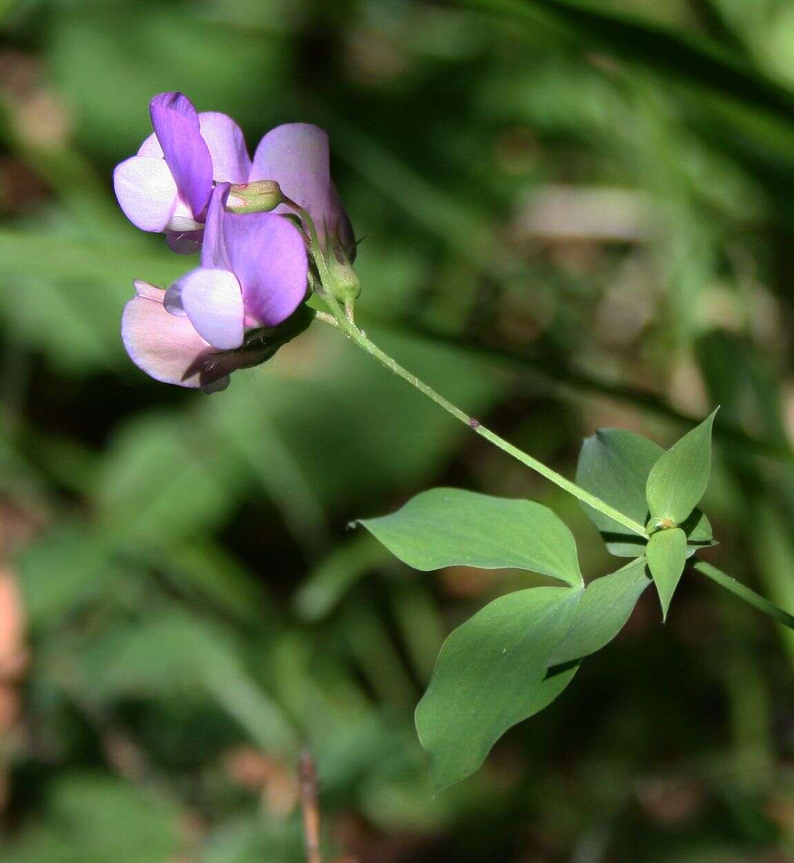 Image of pea