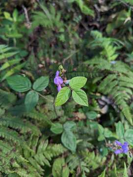 Image of greenleaf ticktrefoil