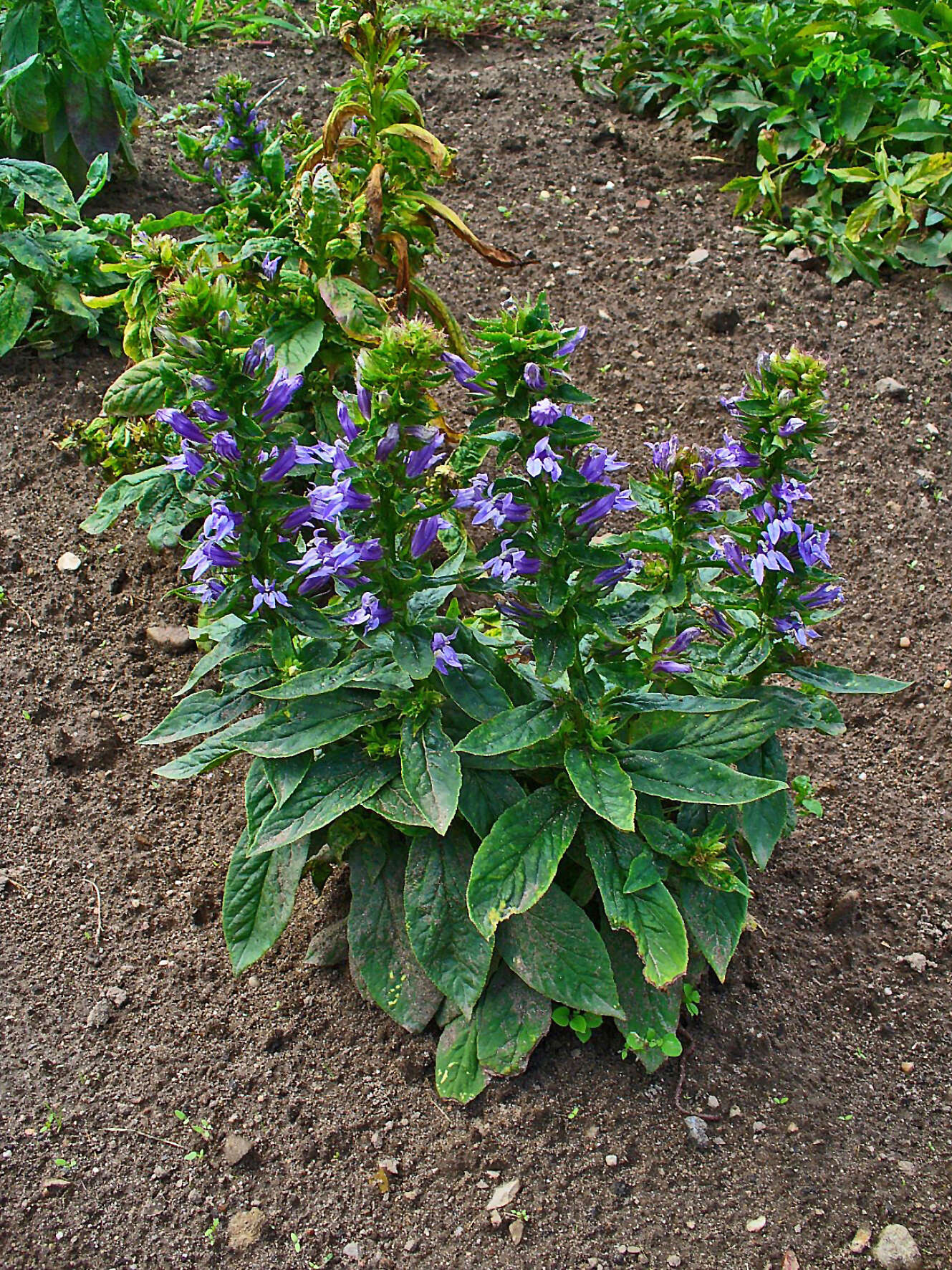 Слика од Lobelia siphilitica L.