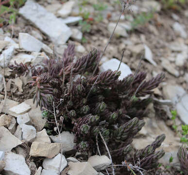 Sivun Petrosedum subulatum (C. A. Mey.) Afferni kuva