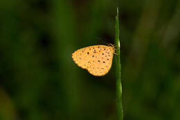 Image of Pentila tropicalis (Boisduval 1847)