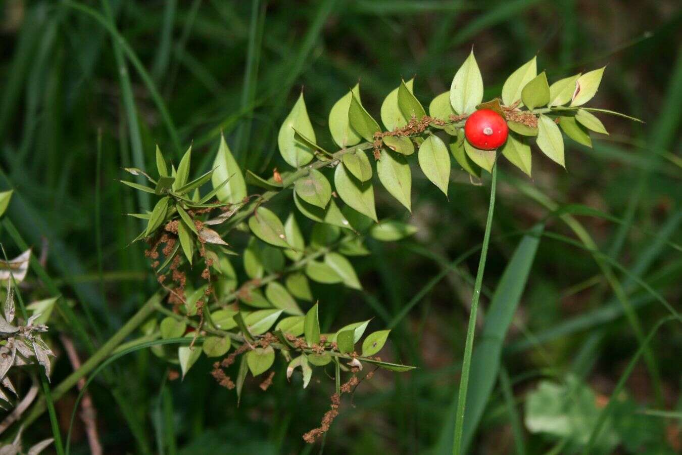 Image of Box Holly