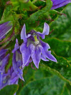 Слика од Lobelia siphilitica L.