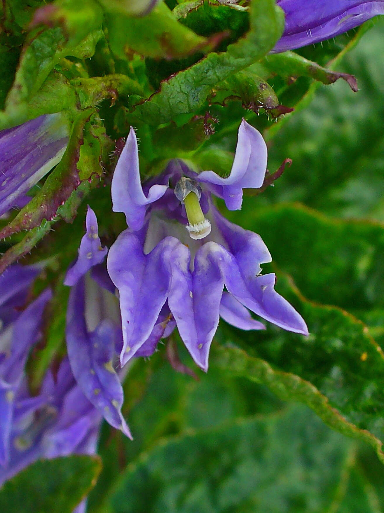 Слика од Lobelia siphilitica L.