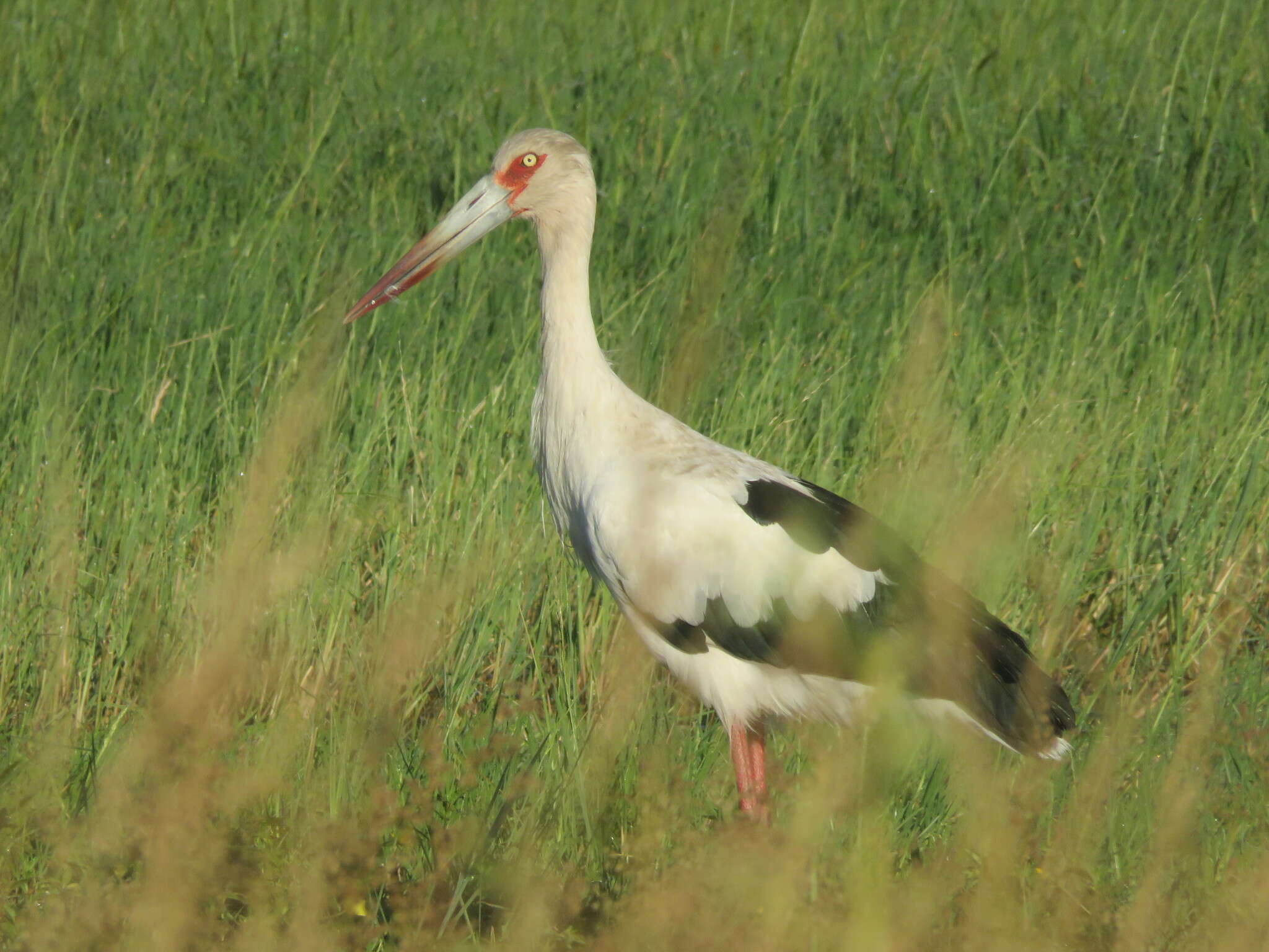 Image of Maguari Stork