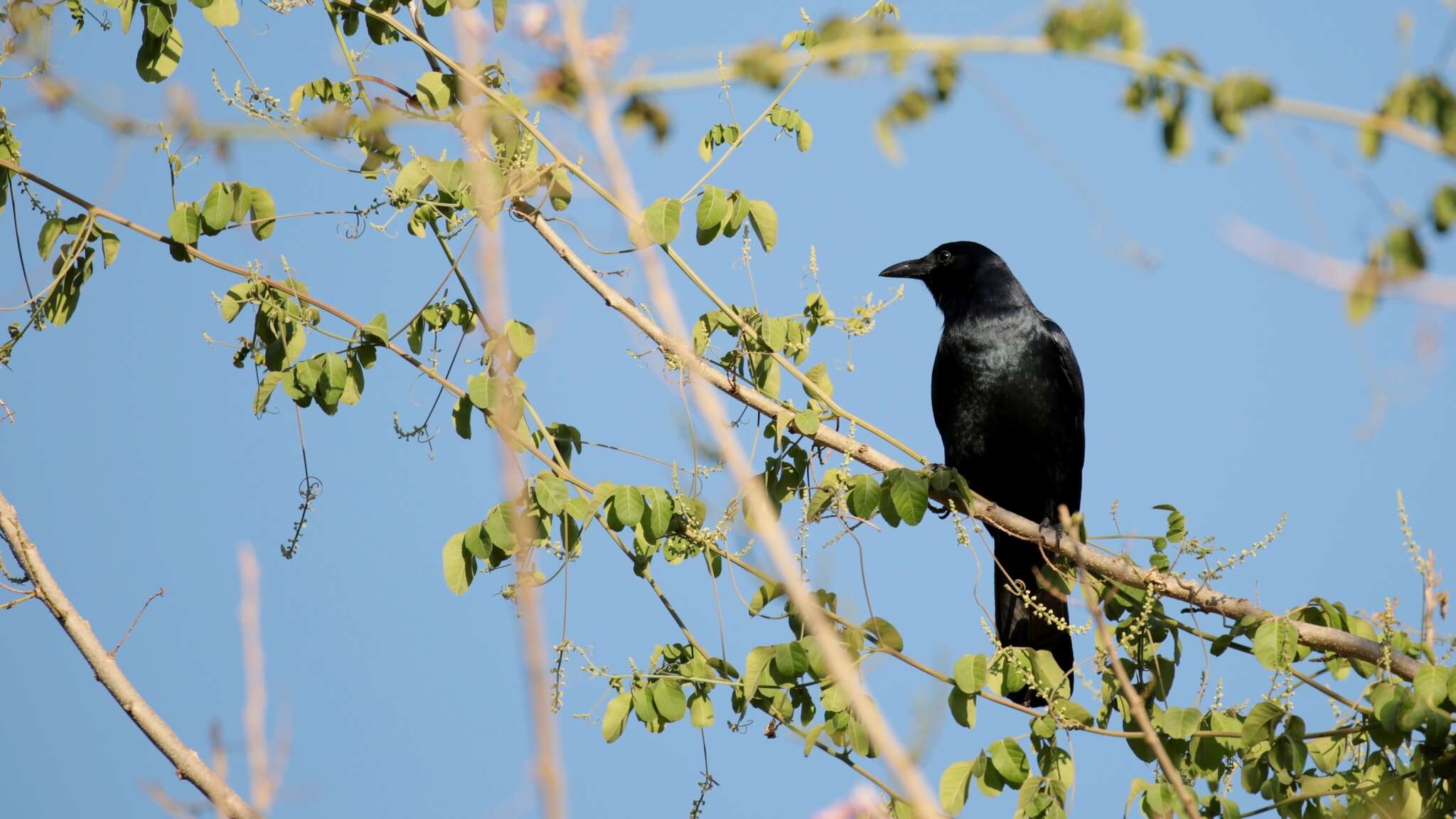 Imagem de Corvus sinaloae Davis & LI 1958