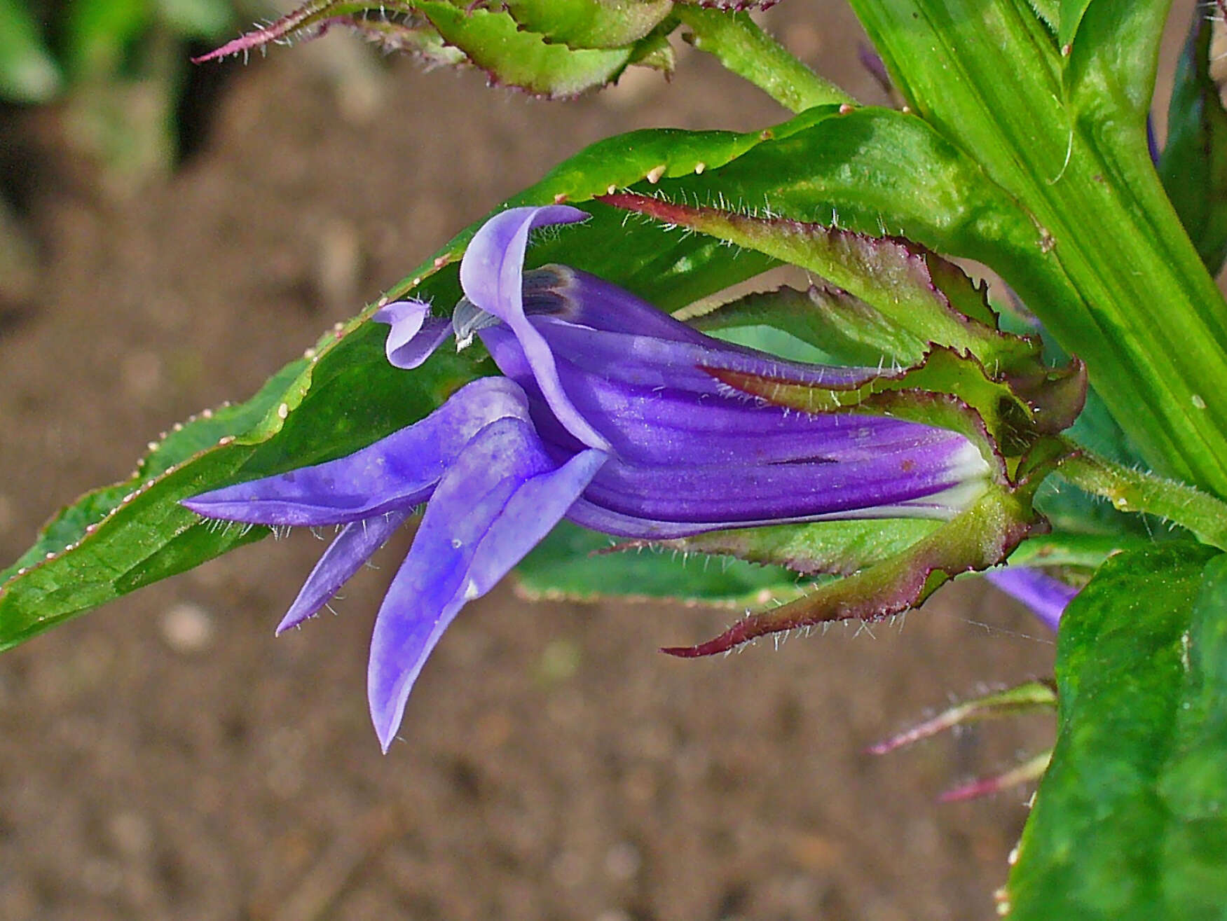 Слика од Lobelia siphilitica L.