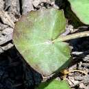 Plancia ëd Hydrocotyle jacksonii M. Hiroe