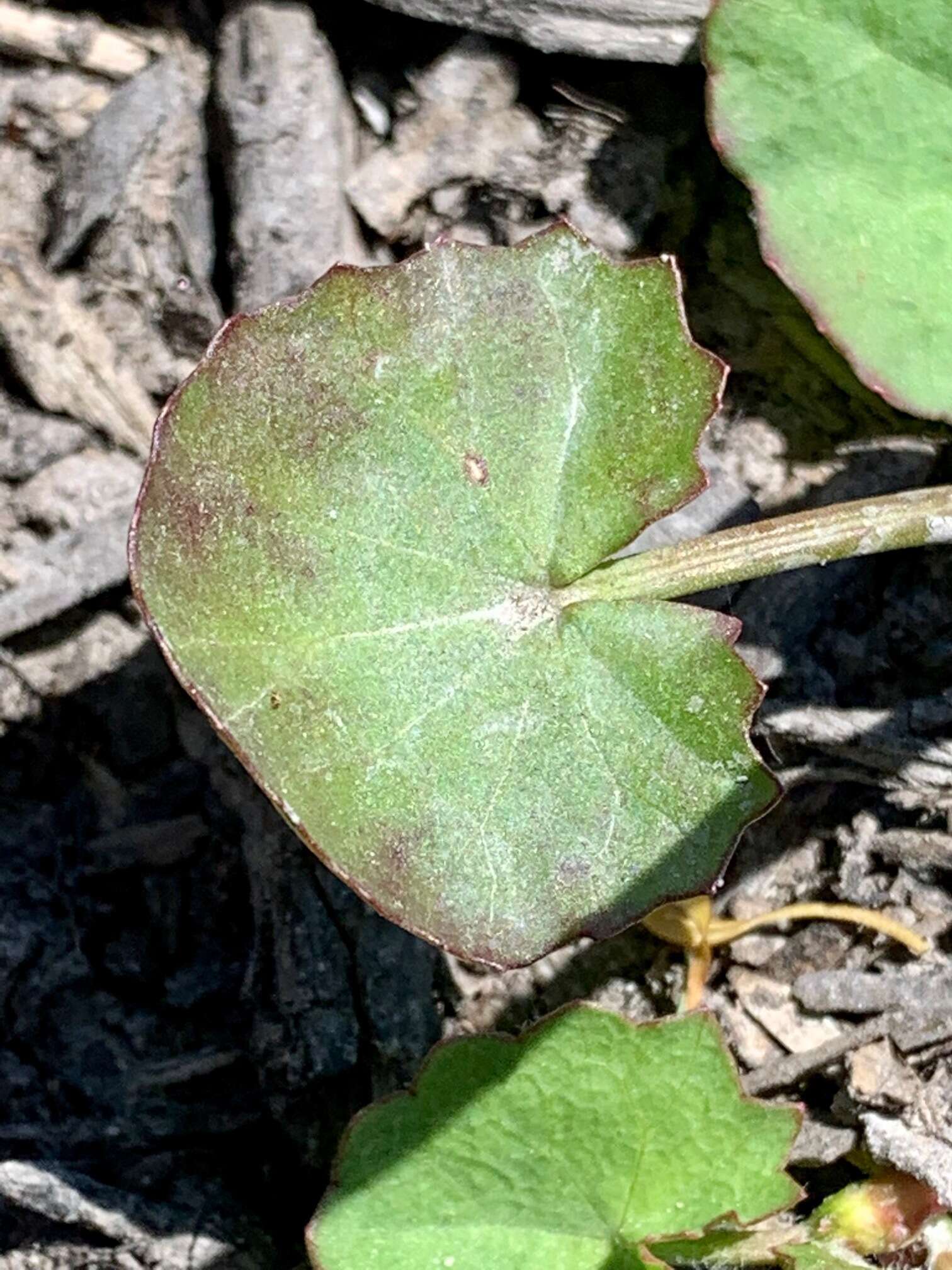 Imagem de Hydrocotyle jacksonii M. Hiroe