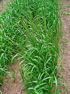 Image of Darnel ryegrass