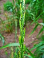 Image of Darnel ryegrass