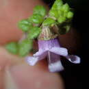 Image of Sparkling Mint-bush